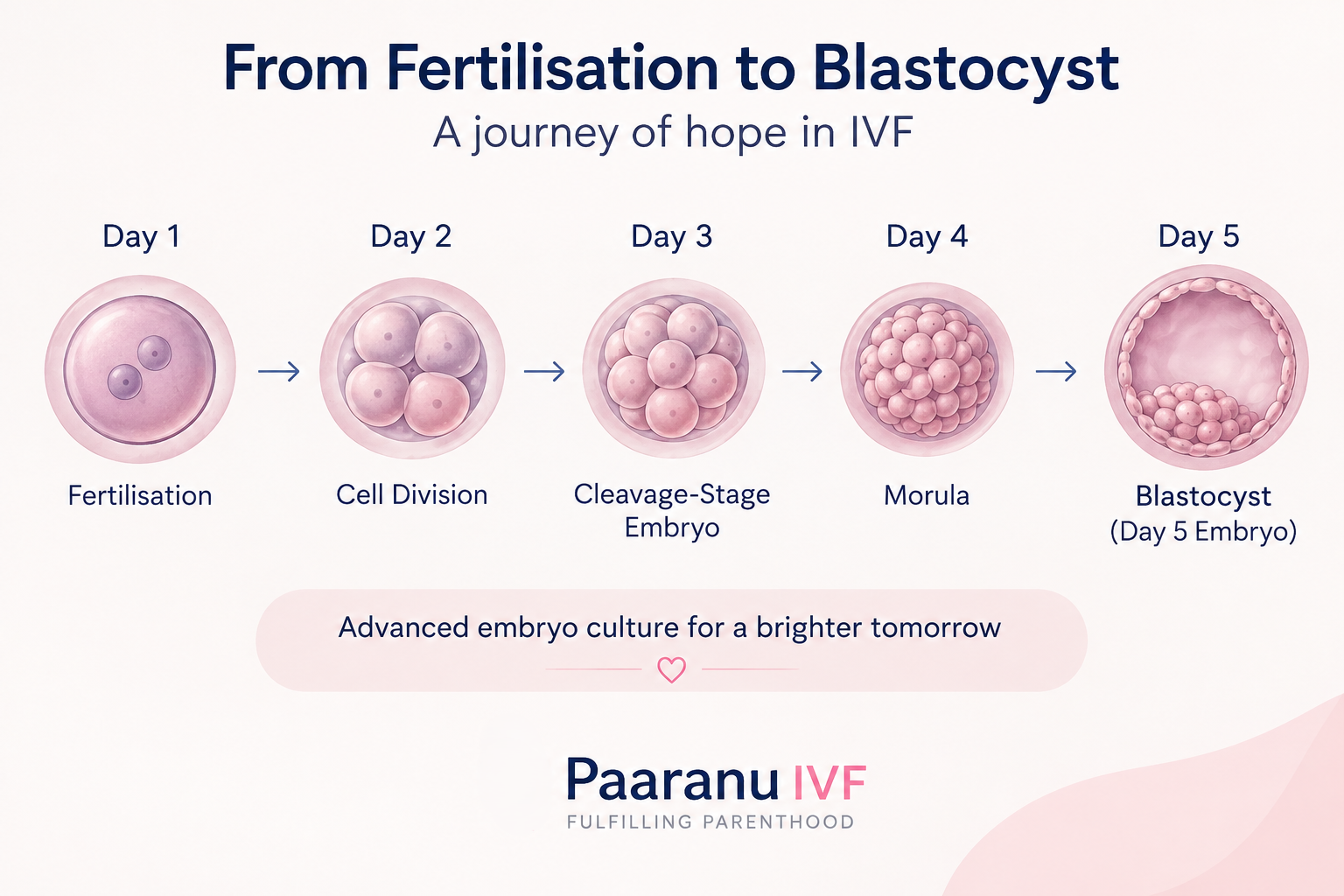 You are currently viewing Blastocyst Culture in Surat: How Day 5 Embryo Culture Works